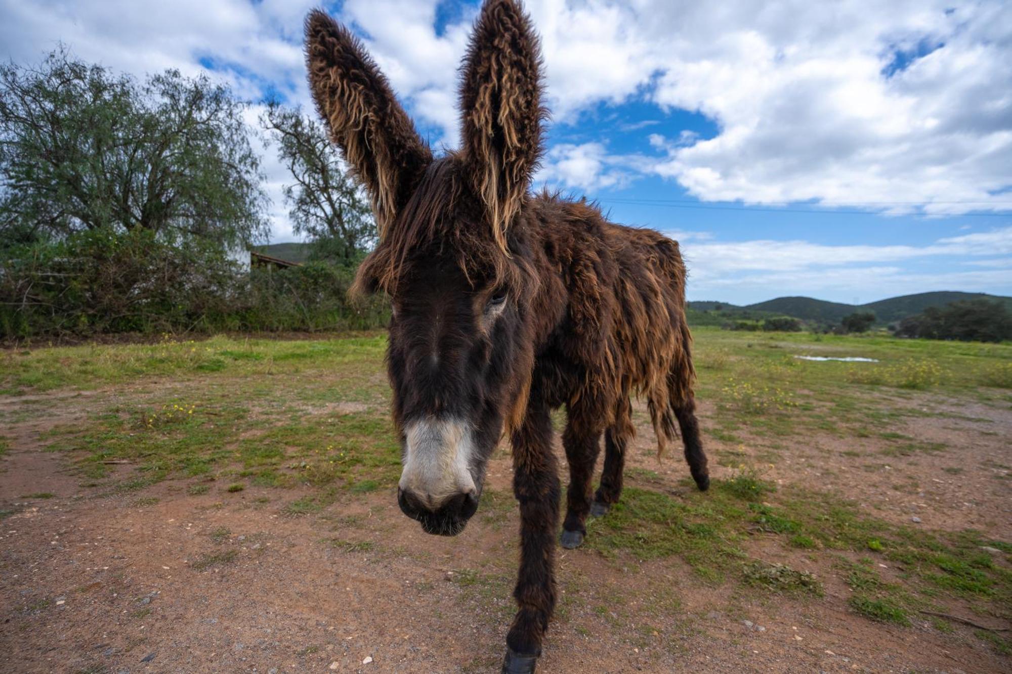 Burro Ville By Host Wise Portimao Ngoại thất bức ảnh
