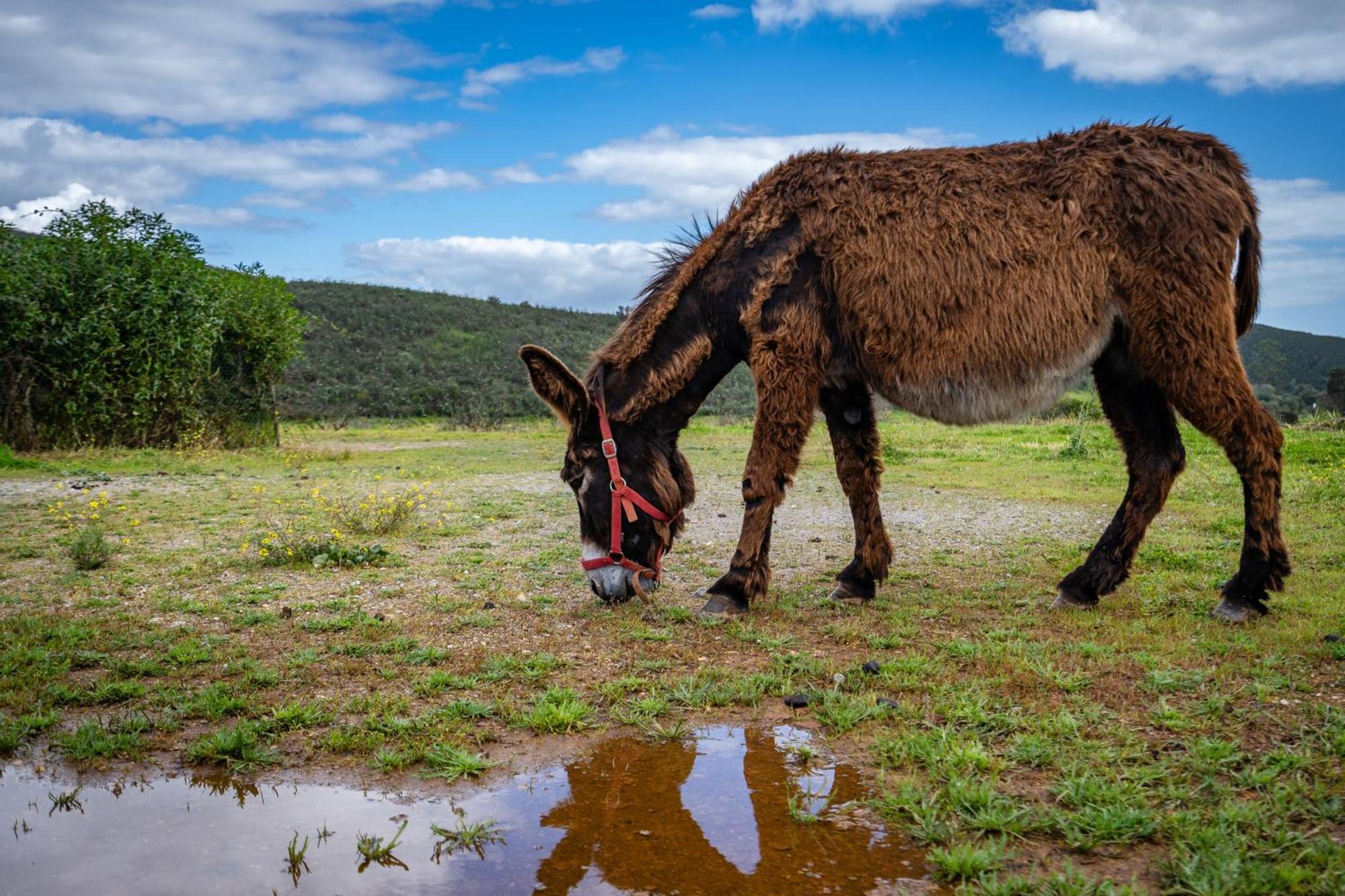 Burro Ville By Host Wise Portimao Ngoại thất bức ảnh