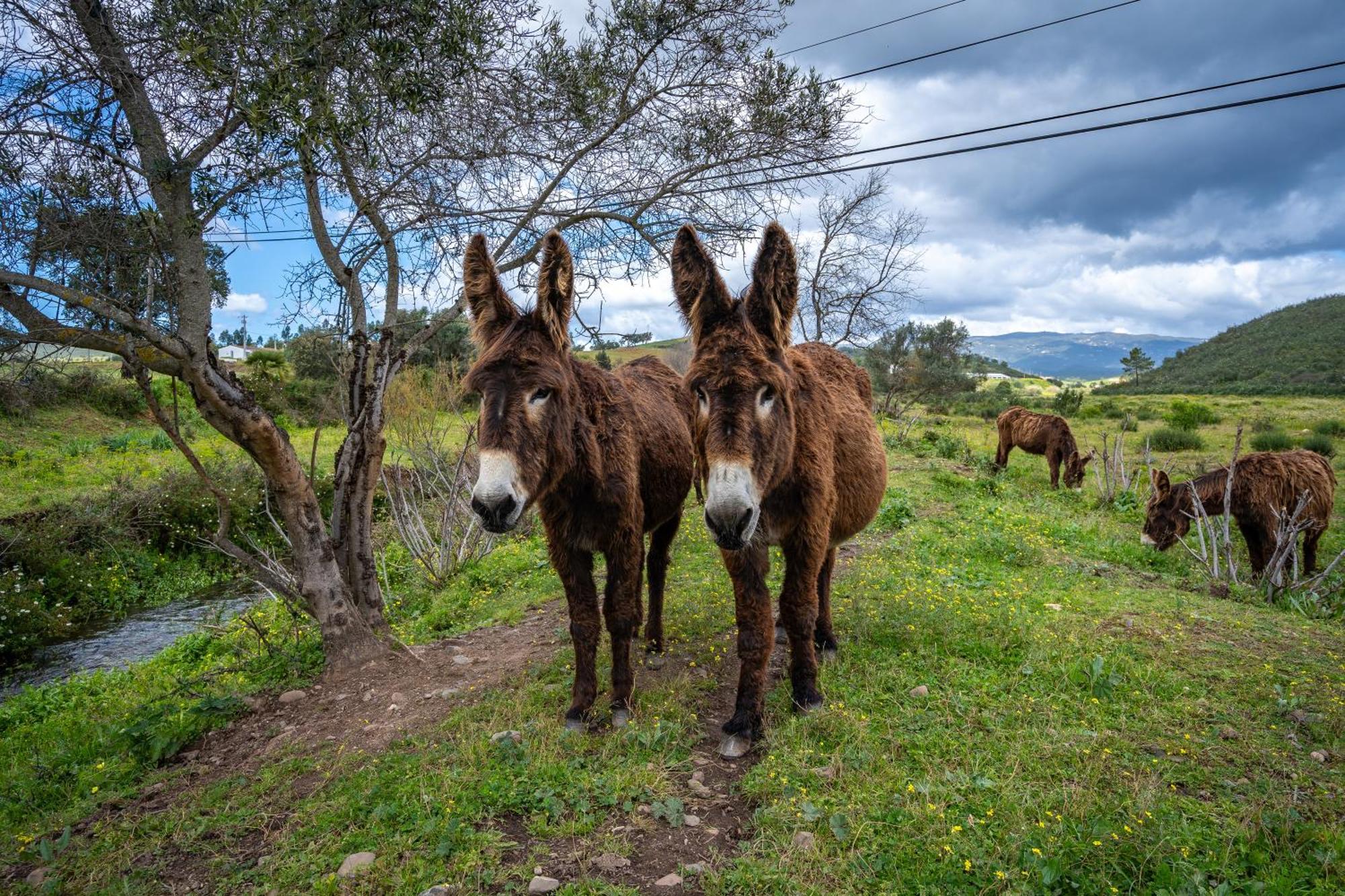 Burro Ville By Host Wise Portimao Ngoại thất bức ảnh