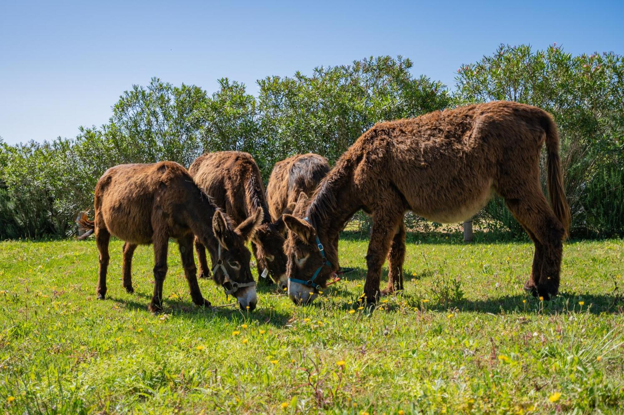 Burro Ville By Host Wise Portimao Ngoại thất bức ảnh